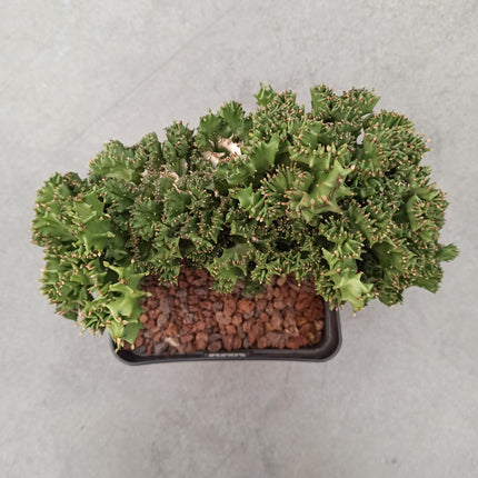 Euphorbia lactea f. cristata