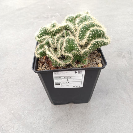 Austrocylindropuntia subulata f. cristata