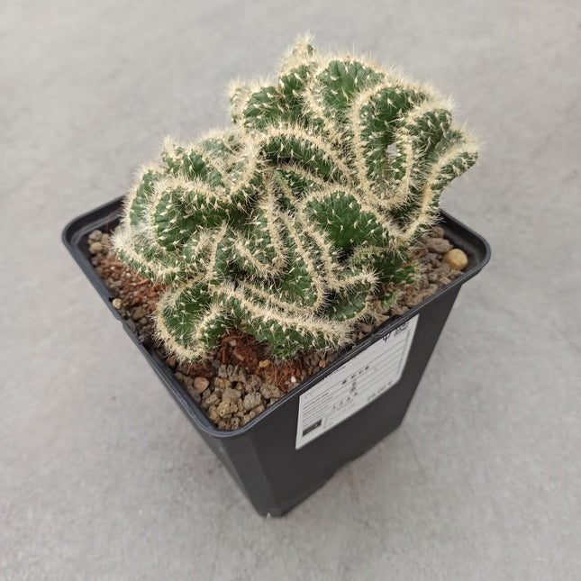 Austrocylindropuntia subulata f. cristata
