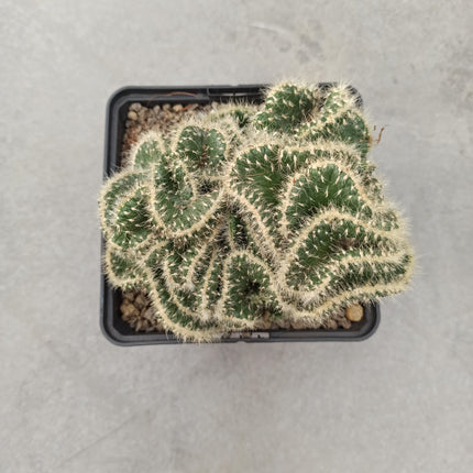 Austrocylindropuntia subulata f. cristata