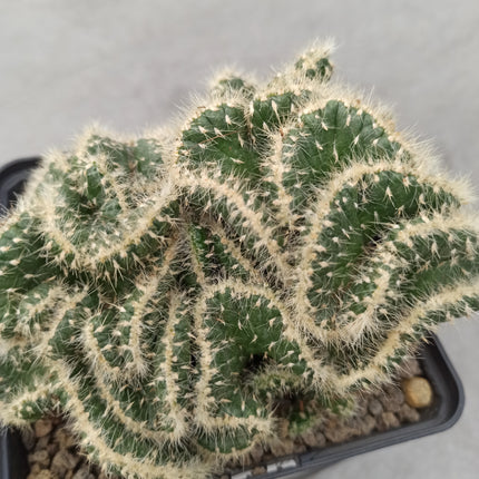 Austrocylindropuntia subulata f. cristata