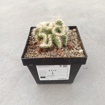 Austrocylindropuntia subulata f. cristata