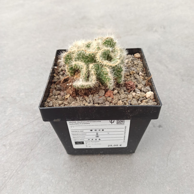 Austrocylindropuntia subulata f. cristata