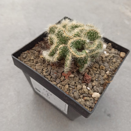 Austrocylindropuntia subulata f. cristata