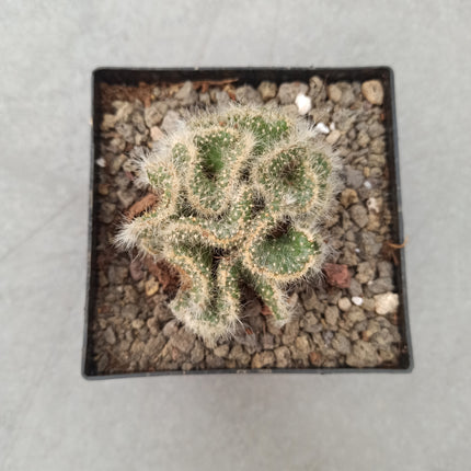 Austrocylindropuntia subulata f. cristata