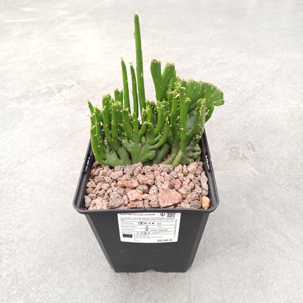 Euphorbia tirucalli f. cristata