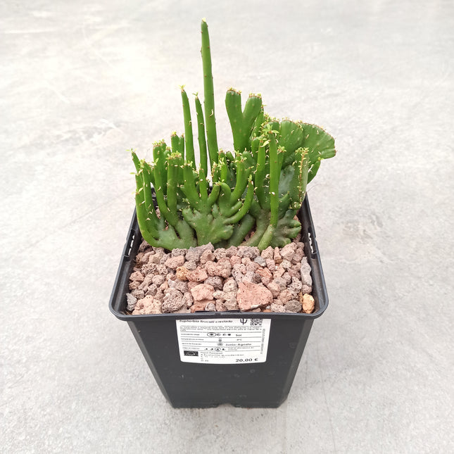 Euphorbia tirucalli f. cristata