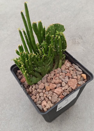 Euphorbia tirucalli f. cristata