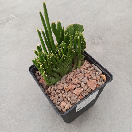 Euphorbia tirucalli f. cristata