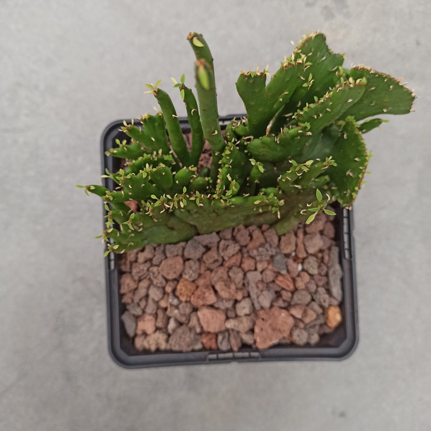 Euphorbia tirucalli f. cristata