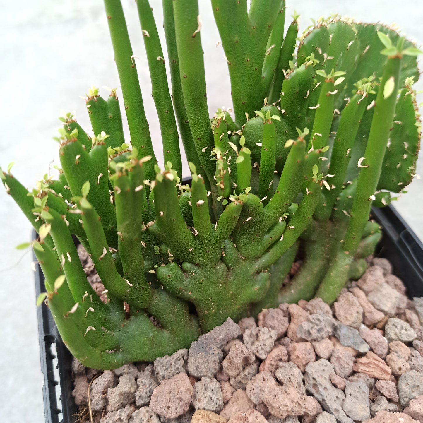 Euphorbia tirucalli f. cristata