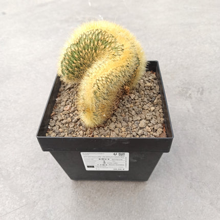 Cleistocactus winteri f. cristata