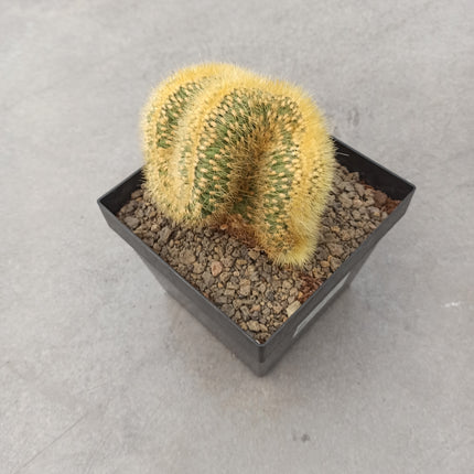 Cleistocactus winteri f. cristata