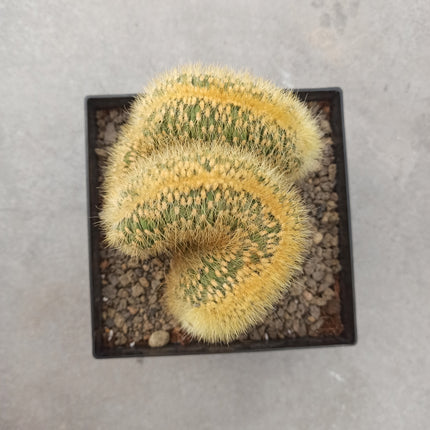 Cleistocactus winteri f. cristata
