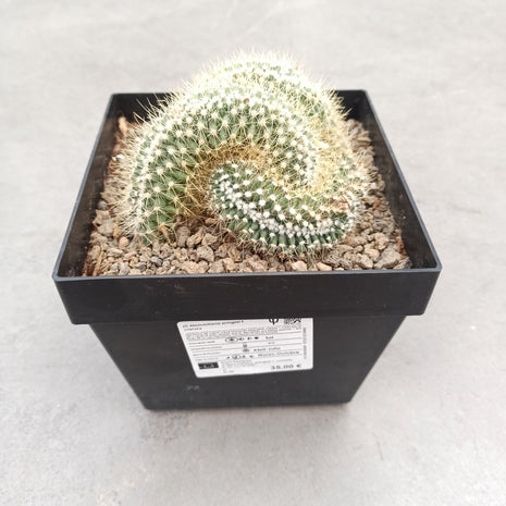 Mammillaria pringlei f. Cristata 15 x 15