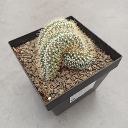 Mammillaria pringlei f. cristata 15 x 15