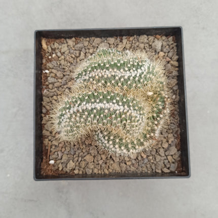 Mammillaria pringlei f. cristata 15 x 15
