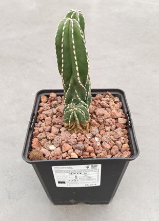 Lophocereus marginatus f. cristata "M" and "L"
