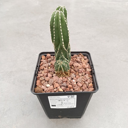 Lophocereus marginatus f. cristata "M" y "L"