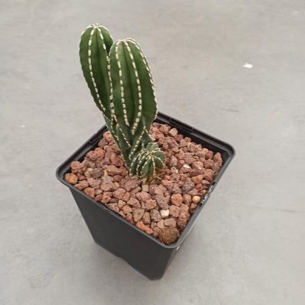 Lophocereus marginatus f. cristata "M" y "L"