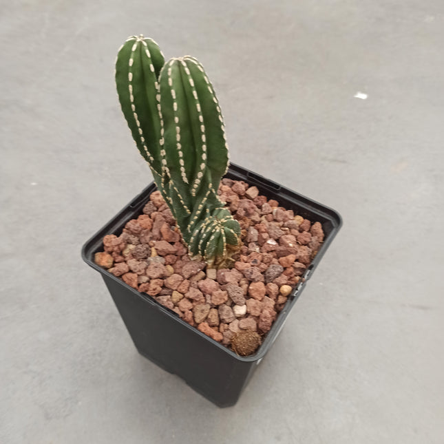 Lophocereus marginatus f. cristata "M" y "L"