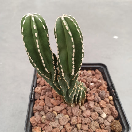 Lophocereus marginatus f. cristata "M" y "L"