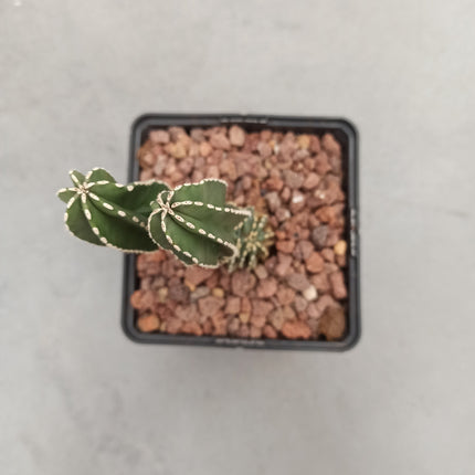 Lophocereus marginatus f. cristata "M" y "L"
