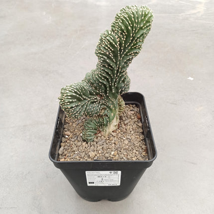 Lophocereus marginatus f. cristata "M" y "L"