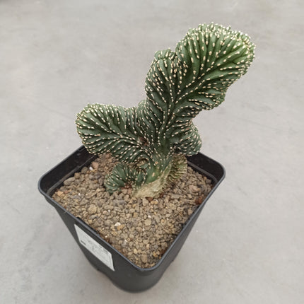 Lophocereus marginatus f. cristata "M" y "L"