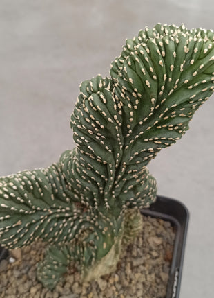 Lophocereus marginatus f. cristata "M" and "L"
