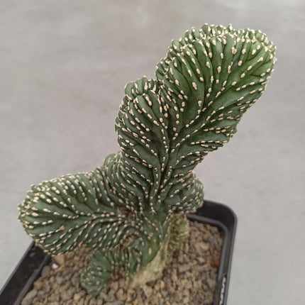 Lophocereus marginatus f. cristata "M" y "L"