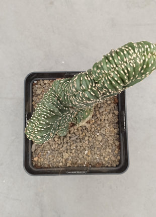 Lophocereus marginatus f. cristata "M" and "L"