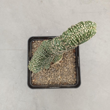 Lophocereus marginatus f. cristata "M" y "L"