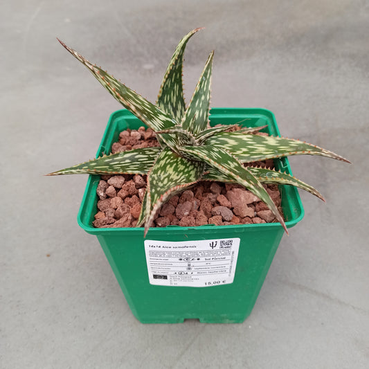 Aloe somaliensis-Hybride