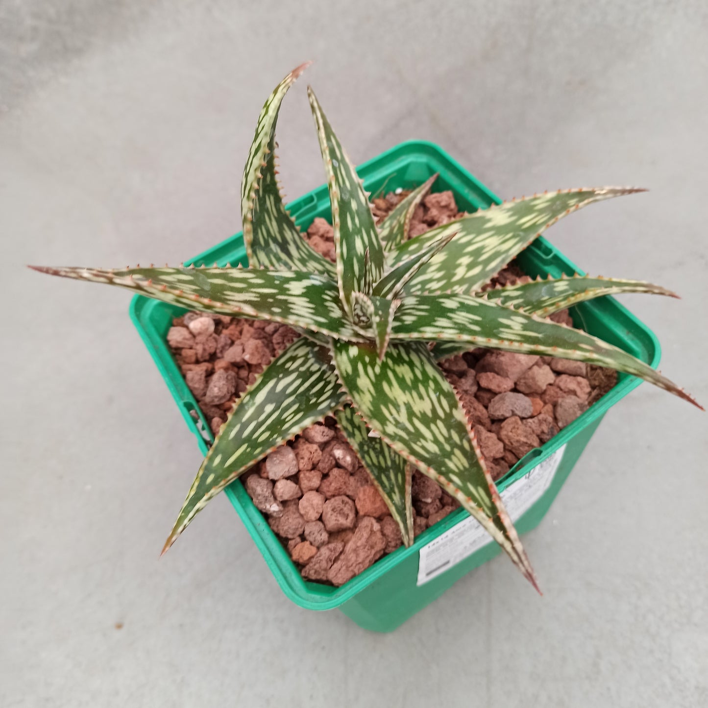 Aloe somaliensis hybrid