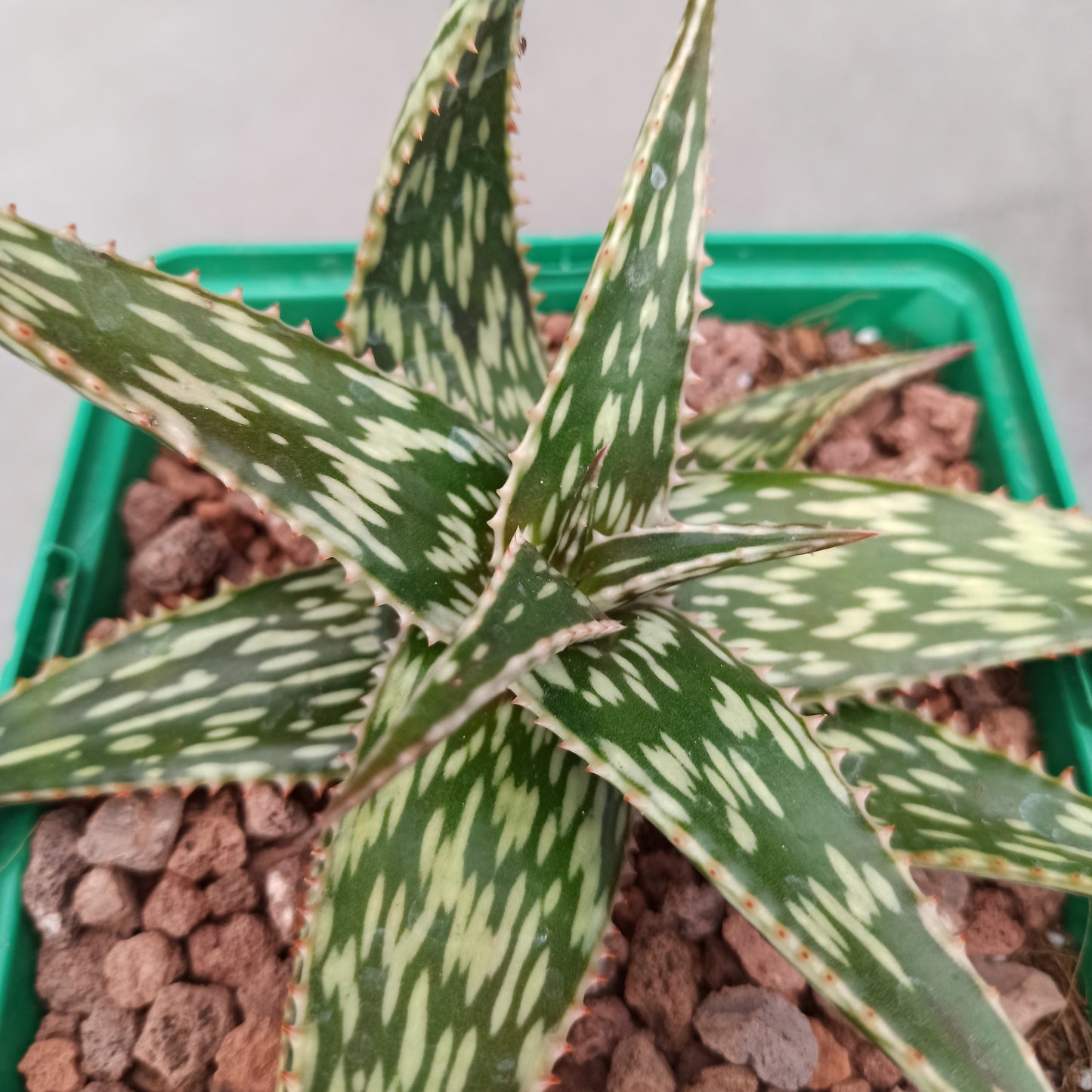 Aloe somaliensis hybrid