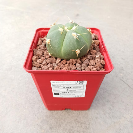 Gymnocalycium horstii