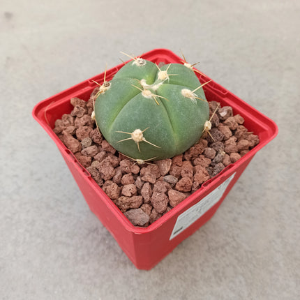 Gymnocalycium horstii