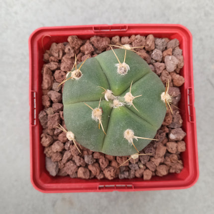 Gymnocalycium horstii
