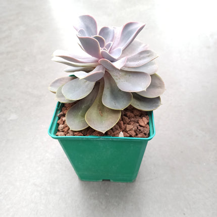 Echeveria gibbiflora var. Metallica