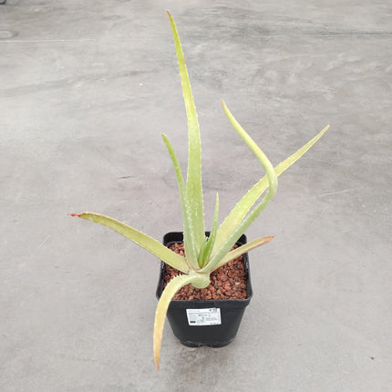 Aloe vera