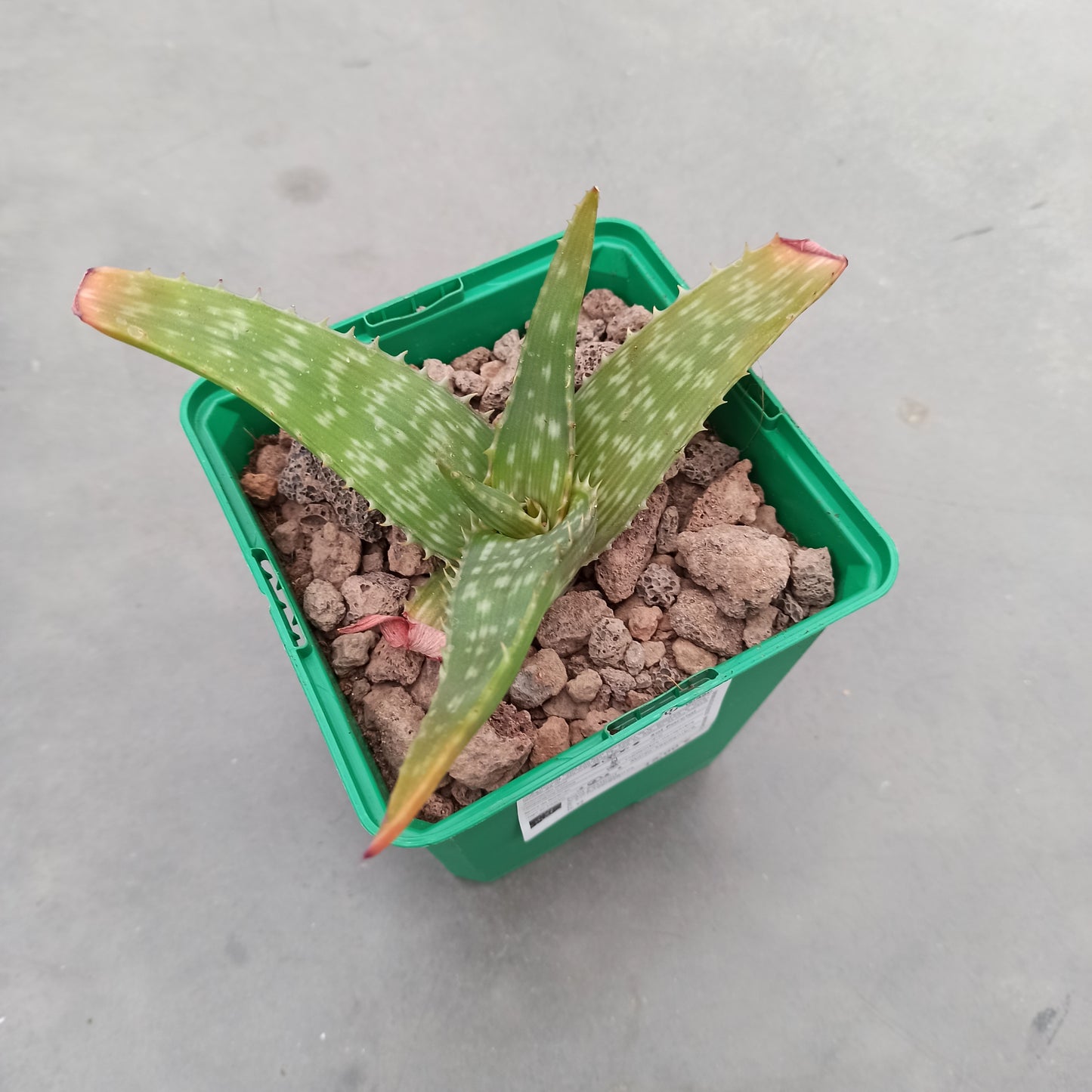 Aloe somaliensis híbdrido