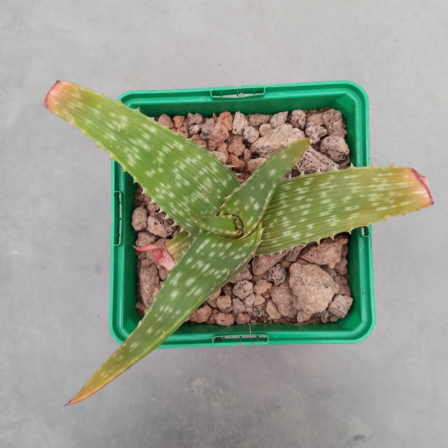 Aloe somaliensis híbdrido