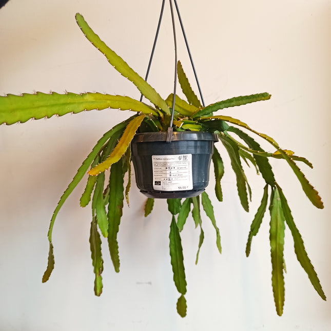 Pfeiffera monacantha (epífita colgante)