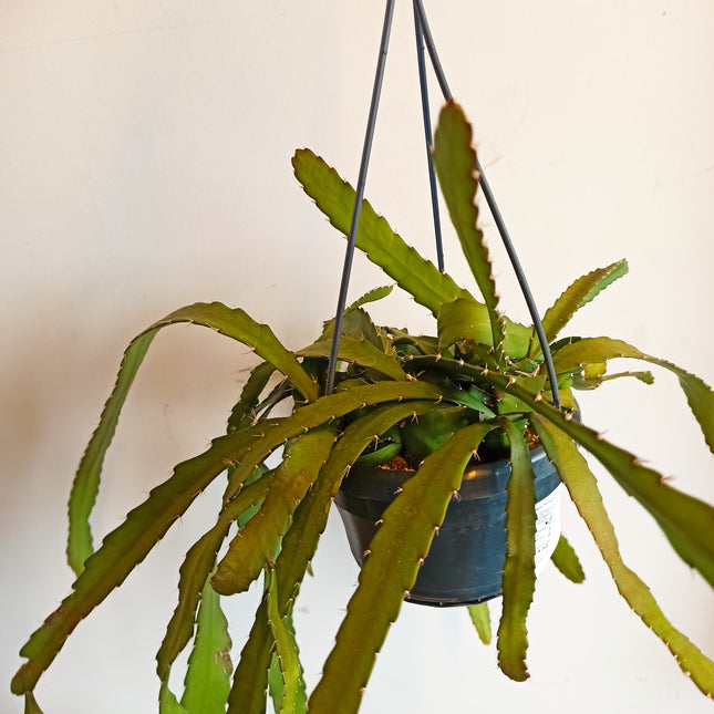 Pfeiffera monacantha (epífita colgante)