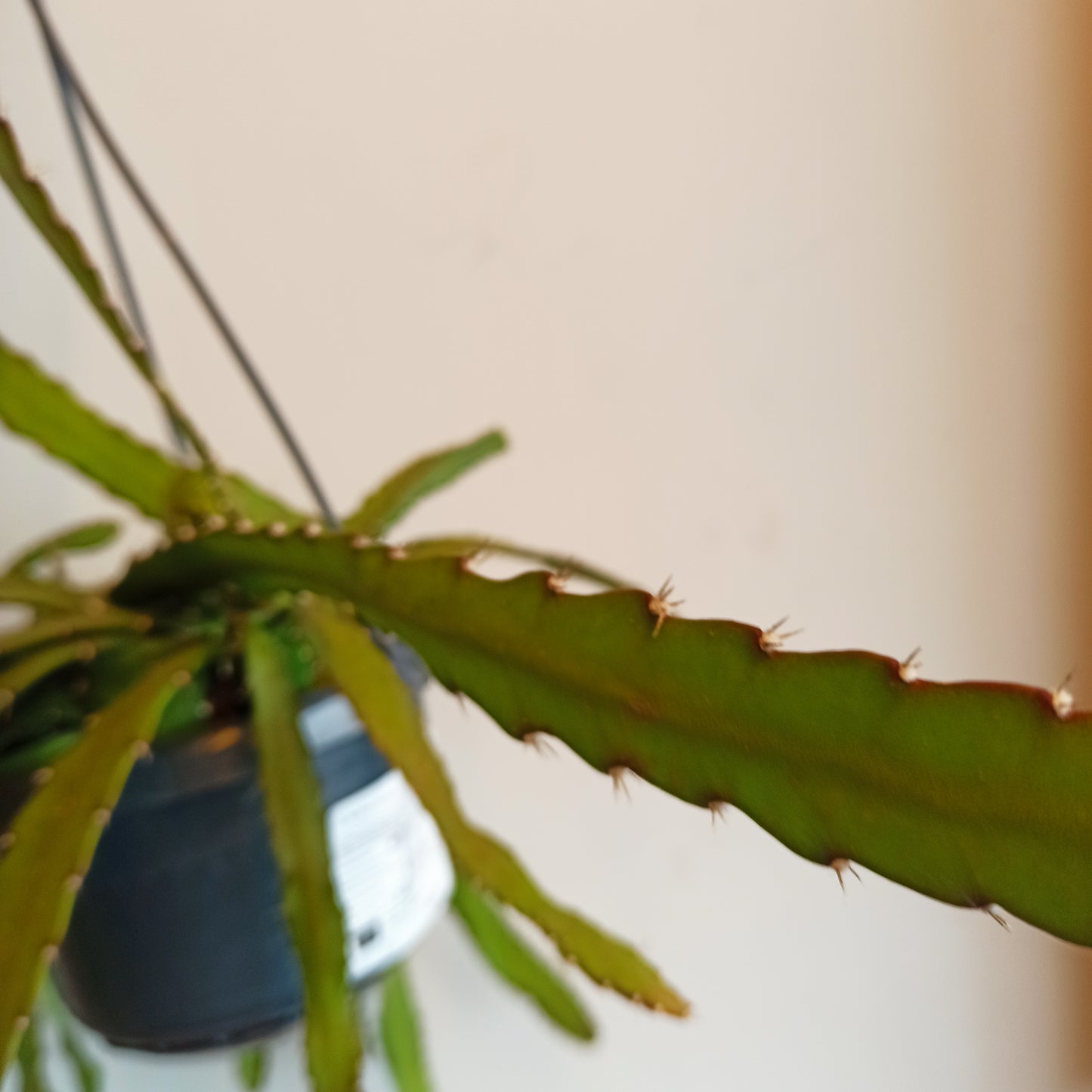 Pfeiffera monacantha (epífita colgante)