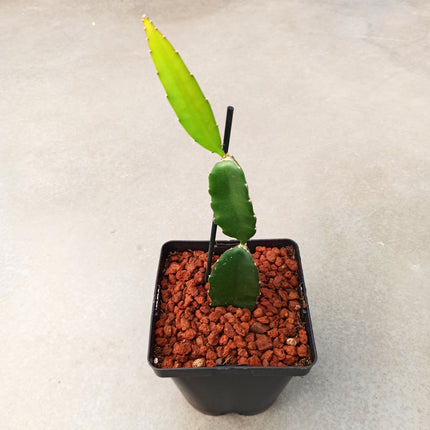 Hyolocereus undatus - fruta de dragón (Pitahaya)