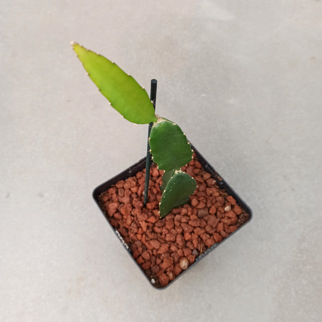 Hyolocereus undatus - fruta de dragón (Pitahaya)