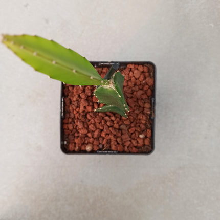 Hyolocereus undatus - fruta de dragón (Pitahaya)