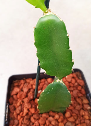 Hyolocereus undatus – dragon fruit (Pitahaya)
